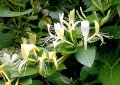 Lonicera japonica Halliana Chévrefeuille - exotique vigueur moyenne